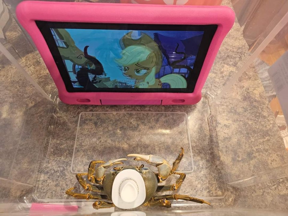 The land crab loves to watch cartoons on her iPad while her mum cleans out her tank