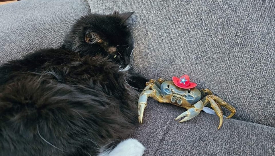 The crab is friends with Laura’s cats and can be seen snuggled together on the sofa for a nap