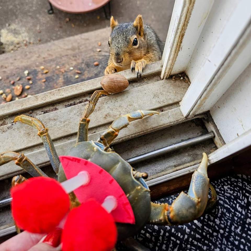 Howie interacts with wildlife in the neighbourhood