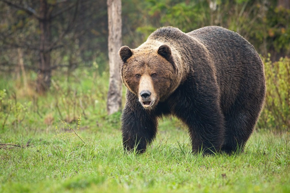 The bear attacks have become more common in recent years in Slovakia