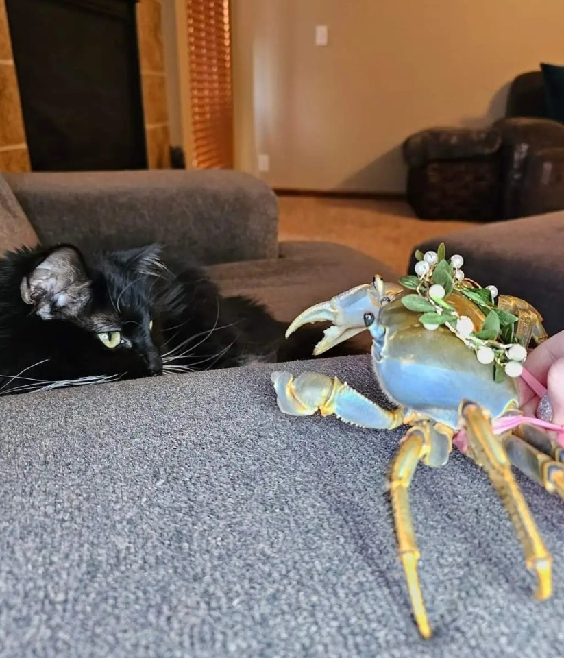 Howie even snuggles on the sofa with Laura’s cat