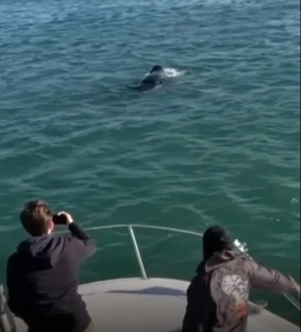 The footage was captured by nearby tourists on boats