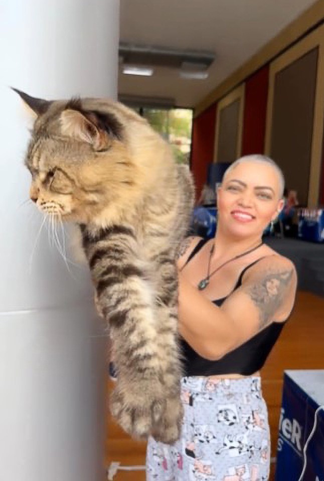 The feline is competing to become the world's largest cat