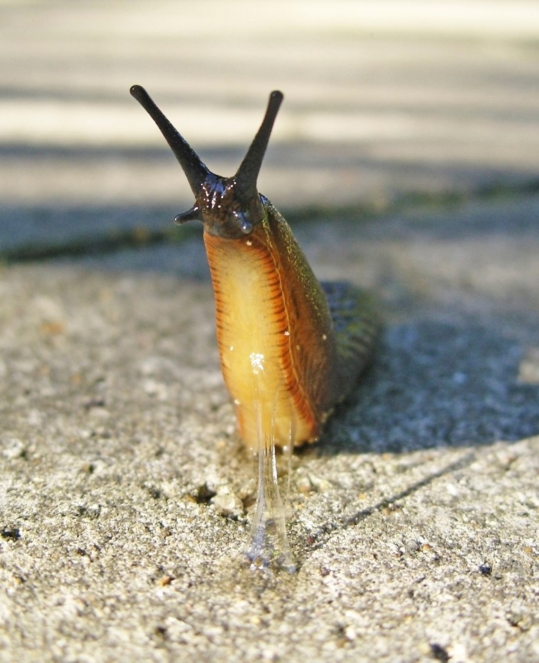 Slugs don’t have to be the bane of our gardens, say The Wildlife Trust