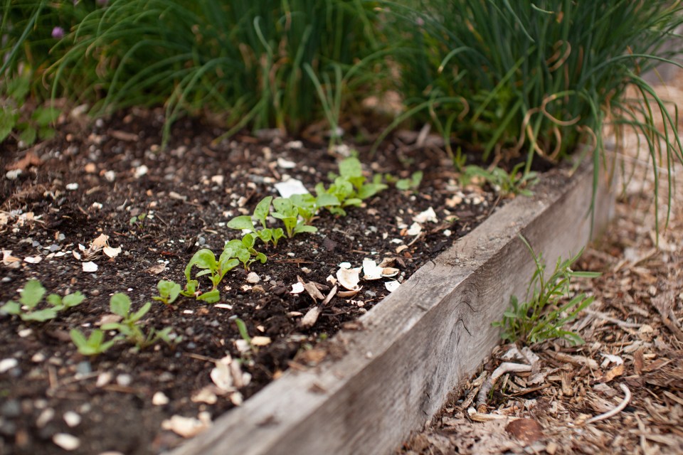 The Facebook user did warn other to be careful when using garlic in their gardens