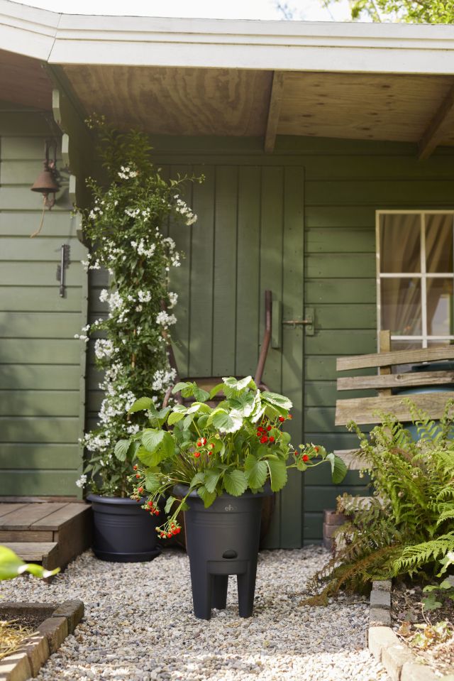 The strawberry pot is raised off the ground, which suits the plants better.