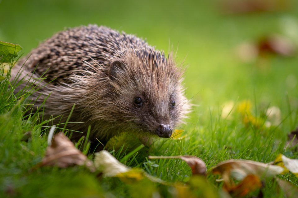 We have three cheap ways to attract wildlife to your garden