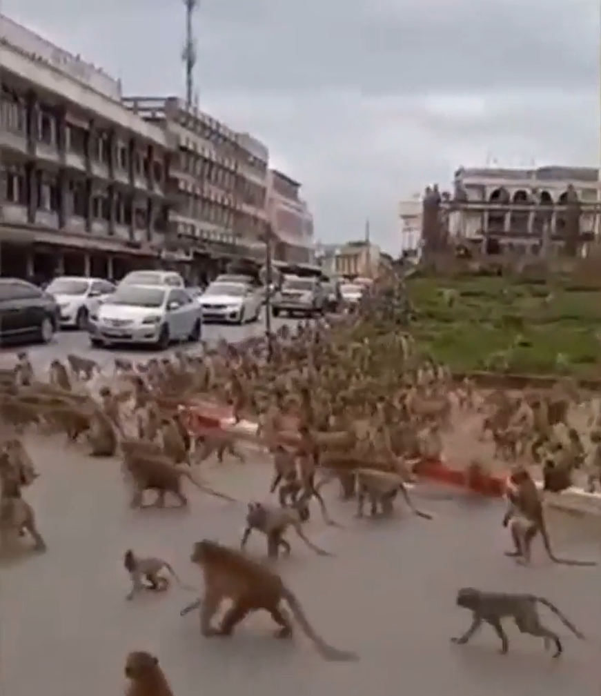 A terrifying army of monkeys has taken over the Thai tourist town of Lopburi earlier this year