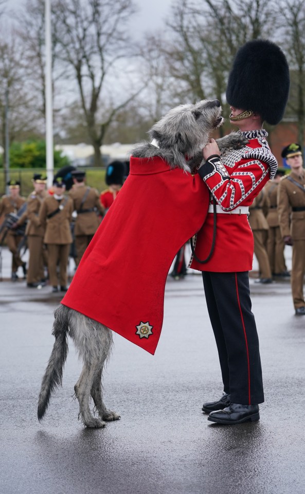 Seamus the Irish Wolfhound jumps up on his handler, Drummer Ashley Dean