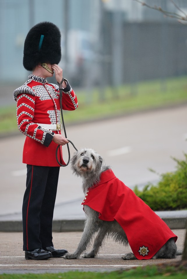 Sad Seamus looks lost without the Princess who serves as Colonel of the Irish Guards