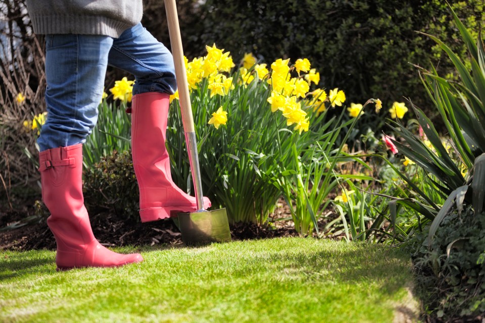 She says it's also time to start deadheading the daffodils