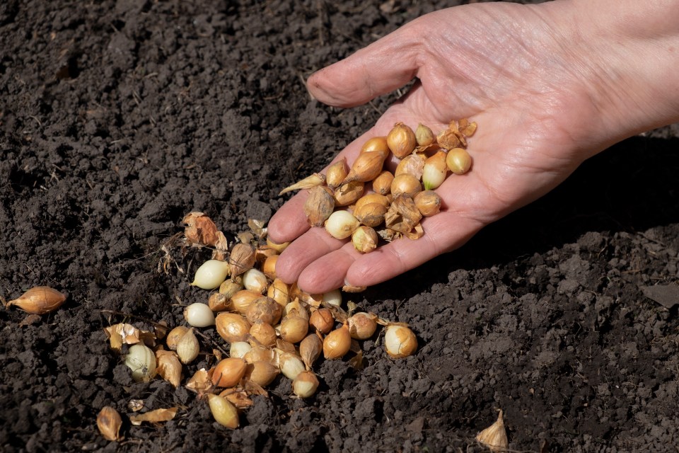 Get your onion sets in the ground now for a summer harvest