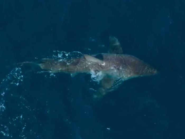 Sophia's deadly blow fatally wounds the shark