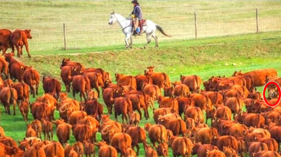 The bear was sneakily hiding among the cows