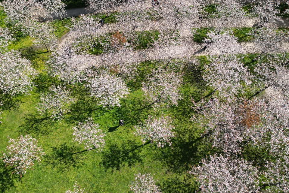 The flowers bloom for two weeks at the end of April and the beginning of May