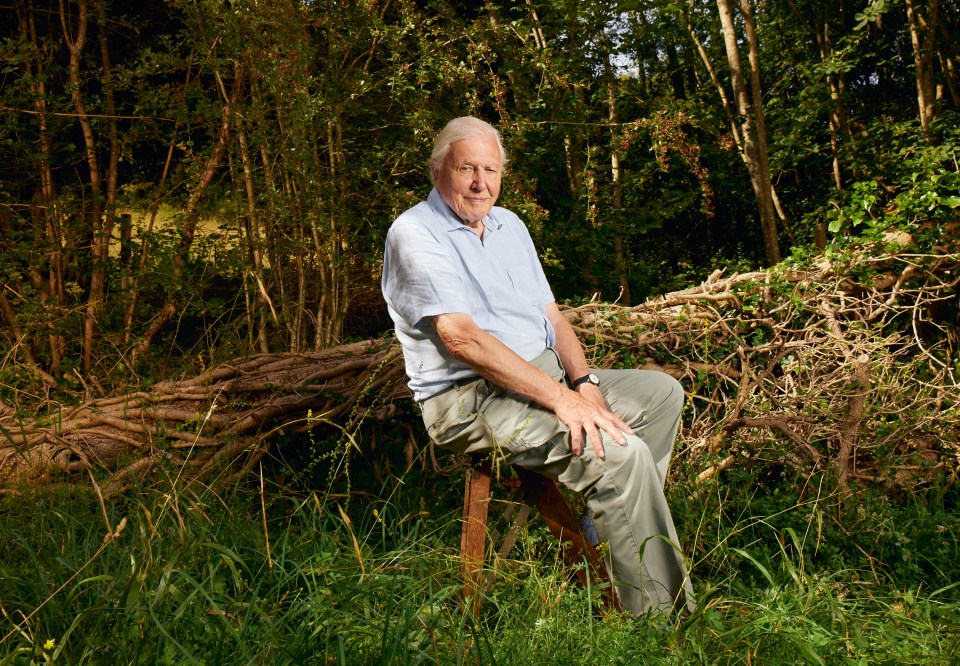 Sir David Attenborough has hardly been off the box since the 1950s