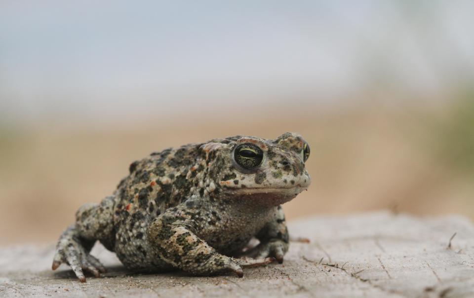 Look out for rare Natterjack toads, which we heard but were not lucky enough to clap eyes on