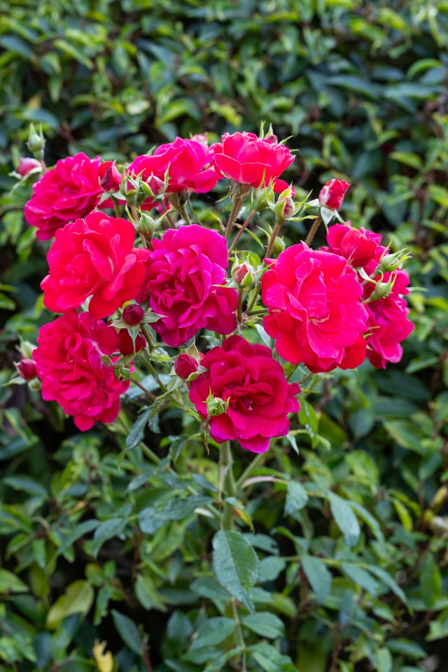 Sun Gardening readers can buy one Raspberry royale rose and get TWO FREE