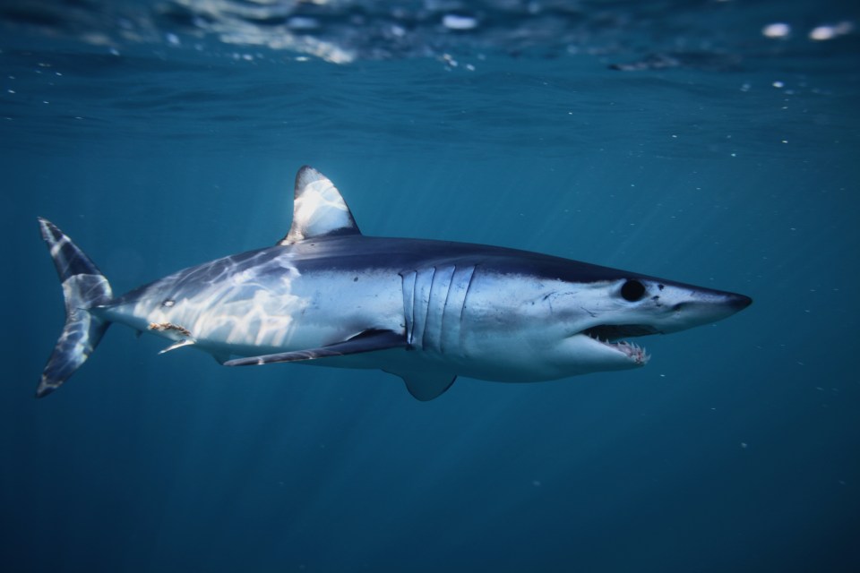 A shortfin mako shark captured in Atlantic Ocean off Cape Point, South Africa