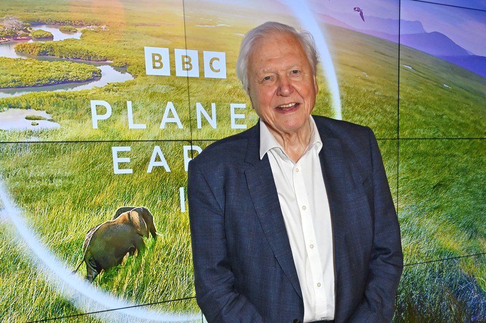 David Attenborough has hardly been off the box since the 1950s