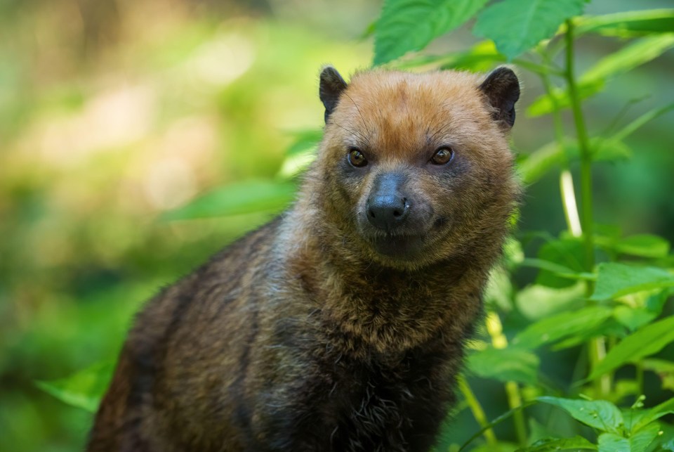 Pulling back the curtains in my parkside room, I can see bush dogs, above, and wolves, and I’m sure I caught a glimpse of a sea lion