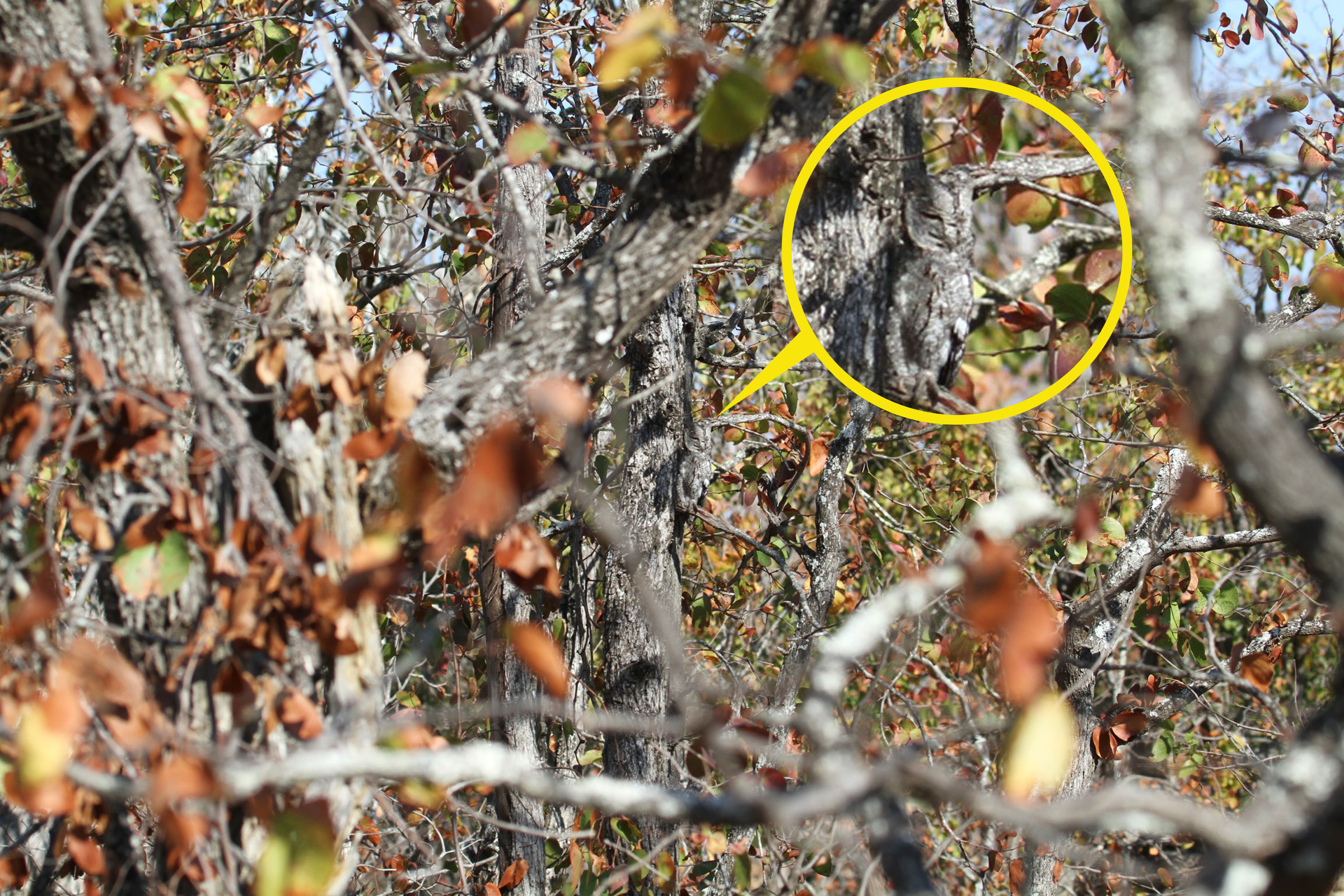 The perfectly camouflaged owl was concealed in the tree as its feathers blended seamlessly with the bark