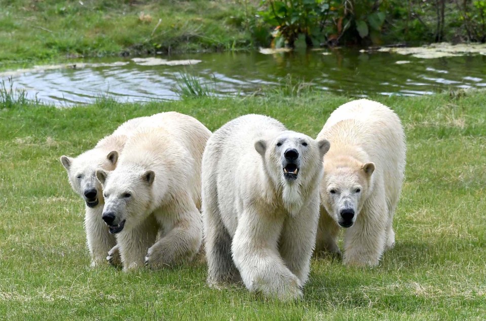 Polar bears take a stroll at Yorkshire Wildlife Park, near Doncaster