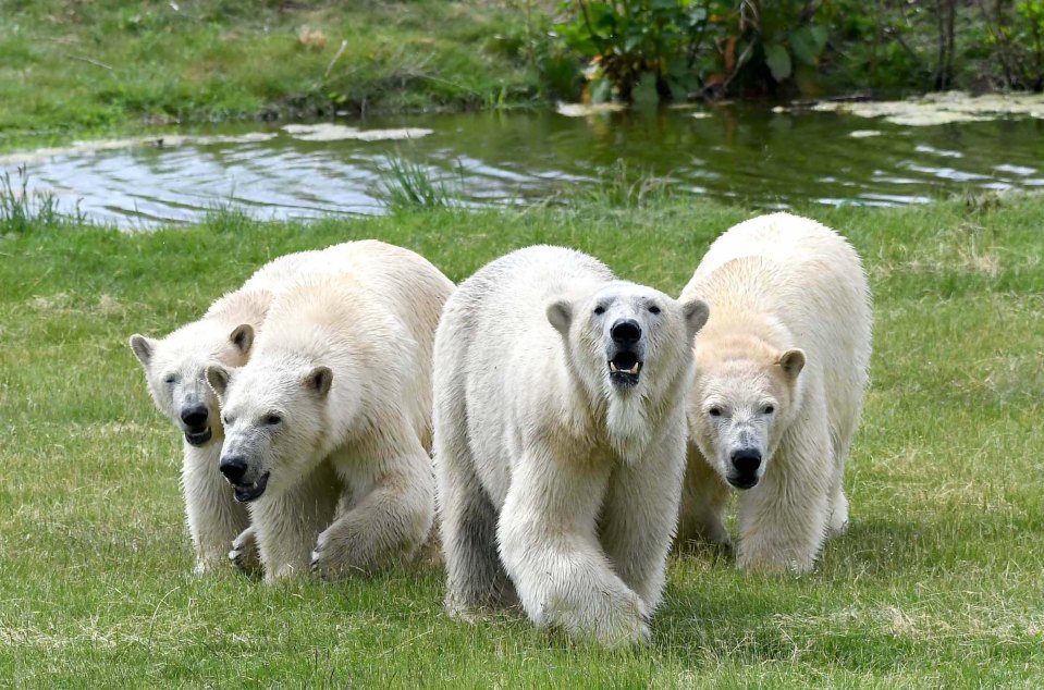 Polar bears take a stroll at Yorkshire Wildlife Park, near Doncaster