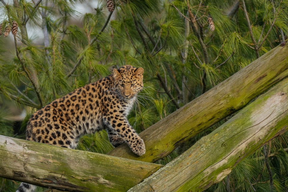 The 175-acre park opened in 2009 and is home to more than 70 rare and endangered species, ranging from the world’s smallest antelope, to the rare Amur leopard