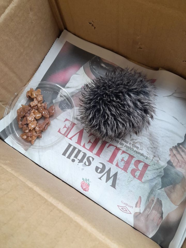 A woman brought what she thought was a sick baby hedgehog to an animal hospital only to find out it was a hat bobble