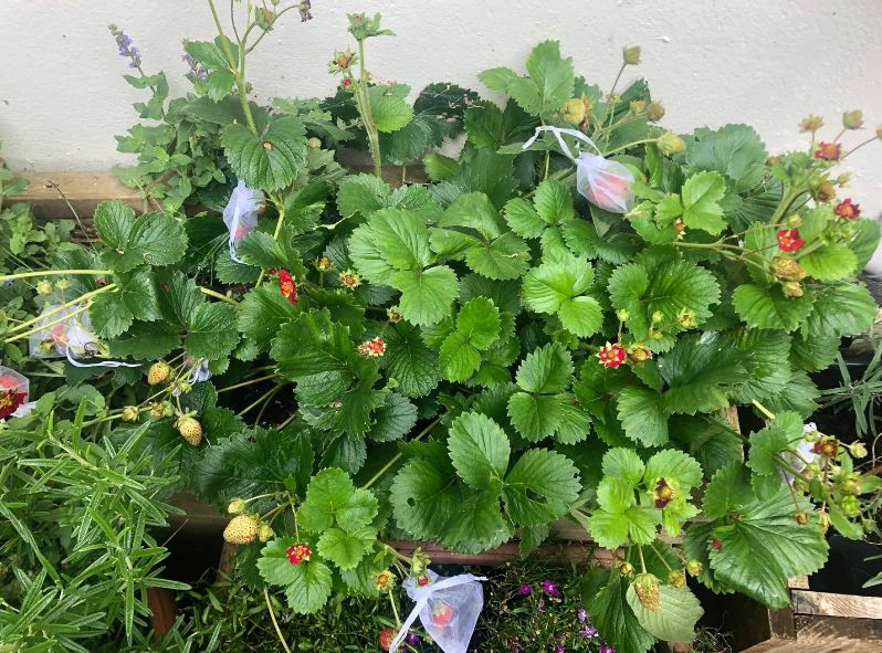 A gardening whizz has revealed his 8p hack to protect his strawberries