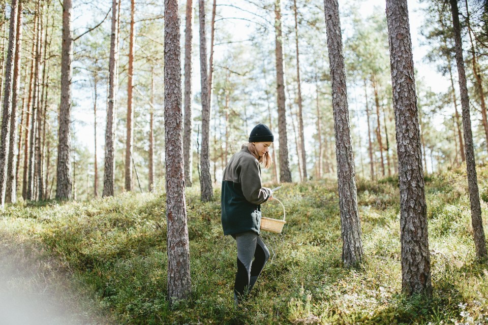 Four cash-saving tips to forage for food this spring so you can make a free meal