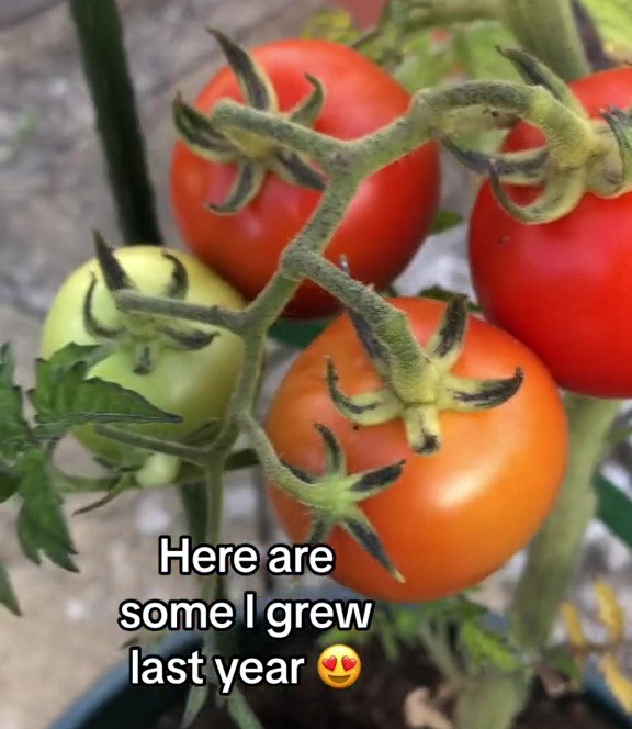 Simon said the tomatoes he grew from an old supermarket tomato “tasted suberb”.