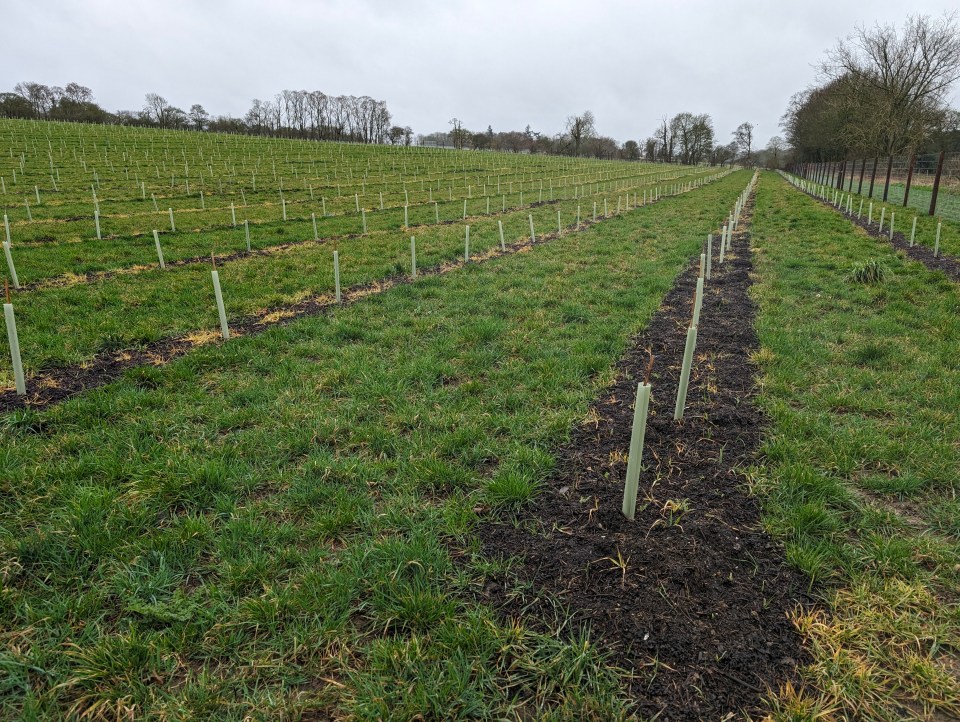 The Lotto winner has added what appears to be Meunier grape vines on his country estate