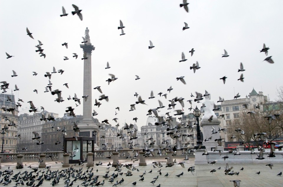 The star wanted the feral pigeons cleared from London’s Trafalgar Square while he shot scenes where his character Ethan Hunt faces a riot