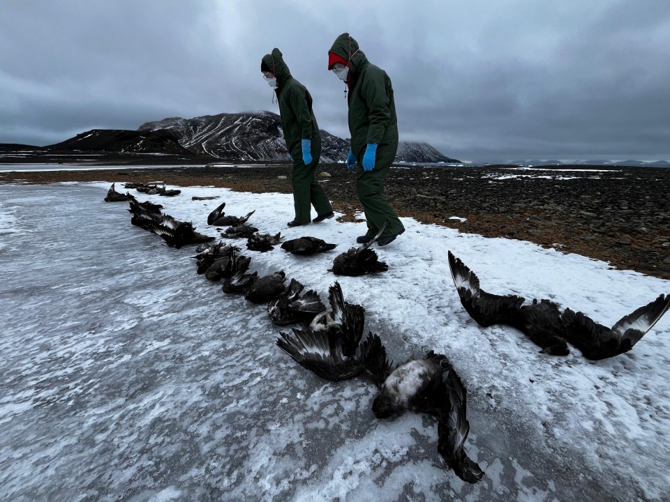 Researchers investigate other dead birds on Beak Island, Antarctica