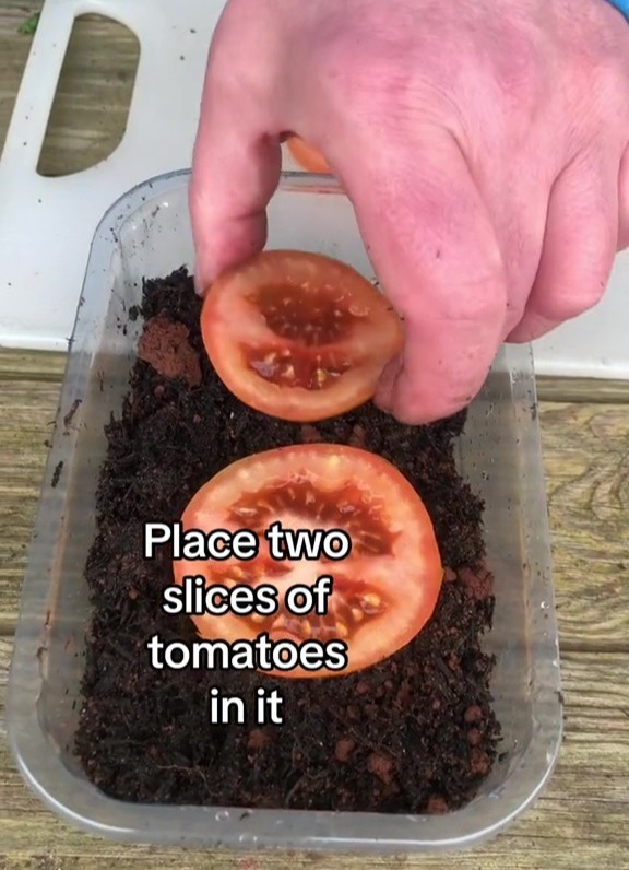 Simon used large salad tomatoes he cut into slices and laid on peat-free compost