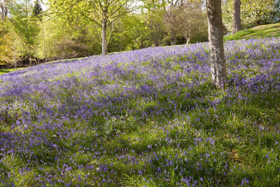 Emmetts Garden is an Edwardian estate famed for its rare trees and shrubs