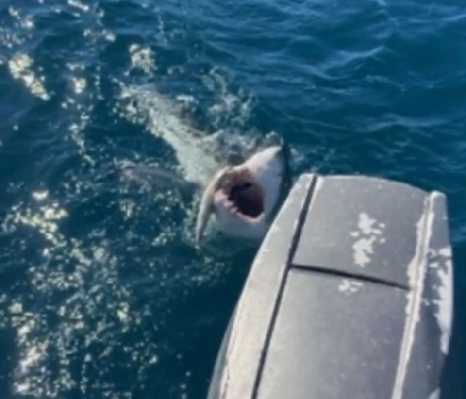 The shark circling the teenage boy's boat