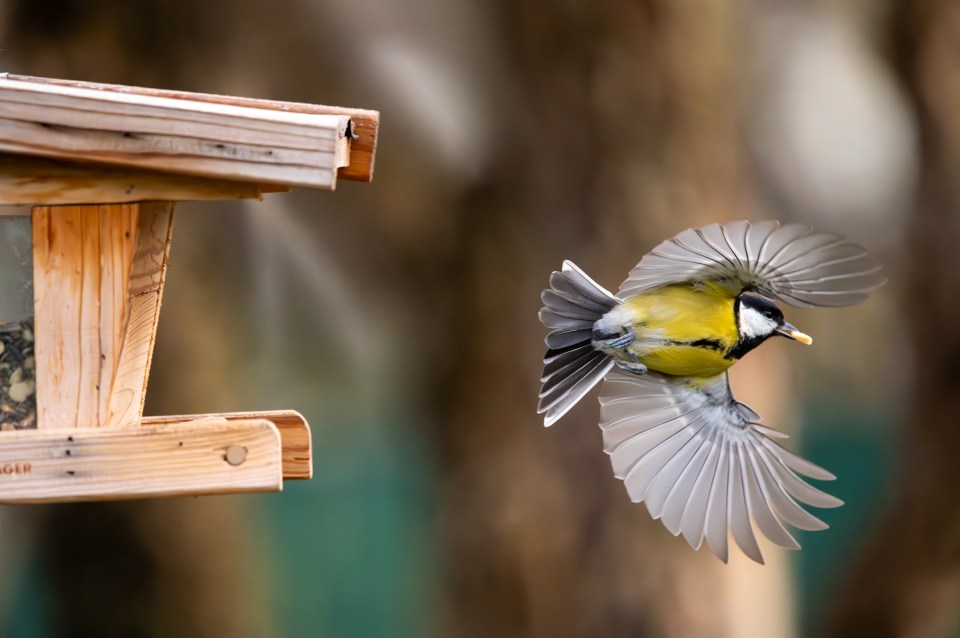 Move your feeders around your outside space and clean them regularly