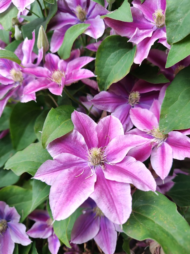 The first affordable plant that Jack recommends is a Clematis