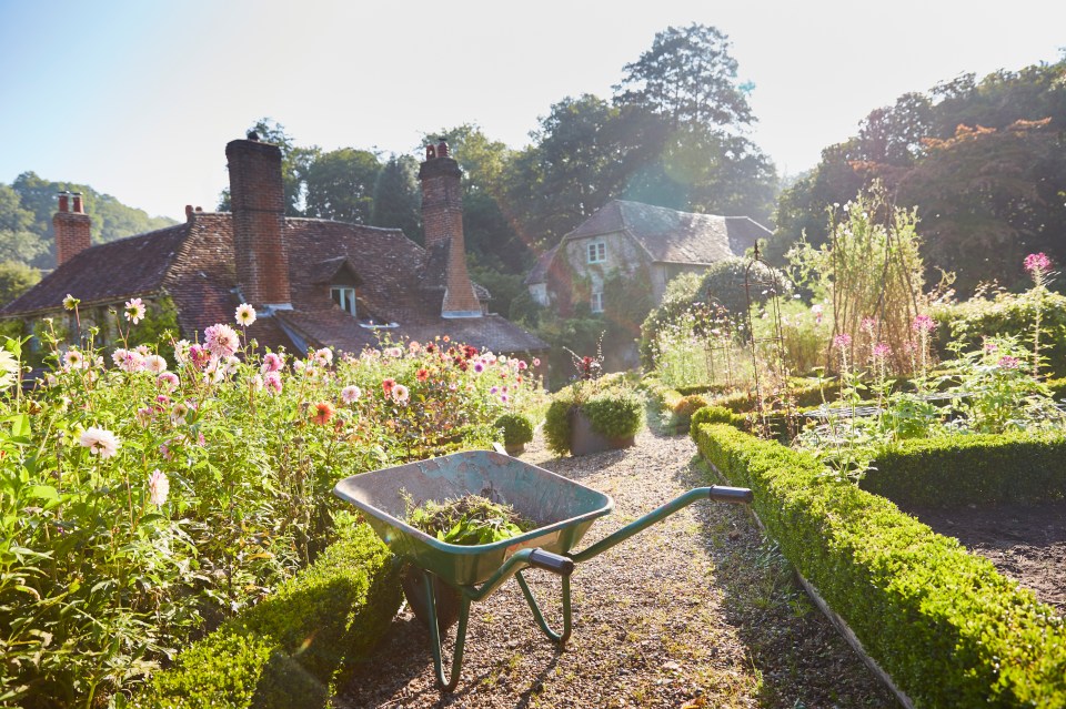 The gardening expert says that humble flowers can add a colourful pop