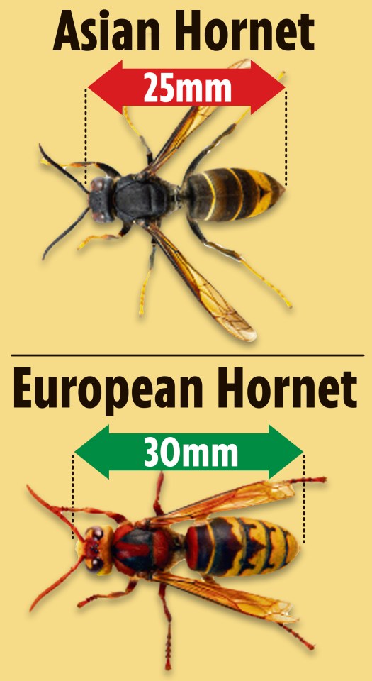 Asian and European hornets can be distinguished by colour, markings, and size