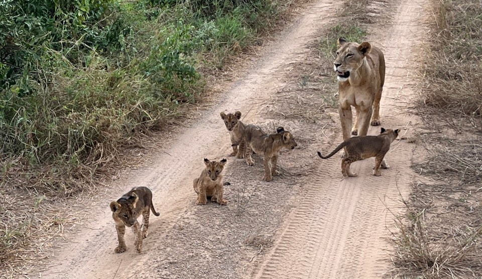 A lioness and her cubs take a wander