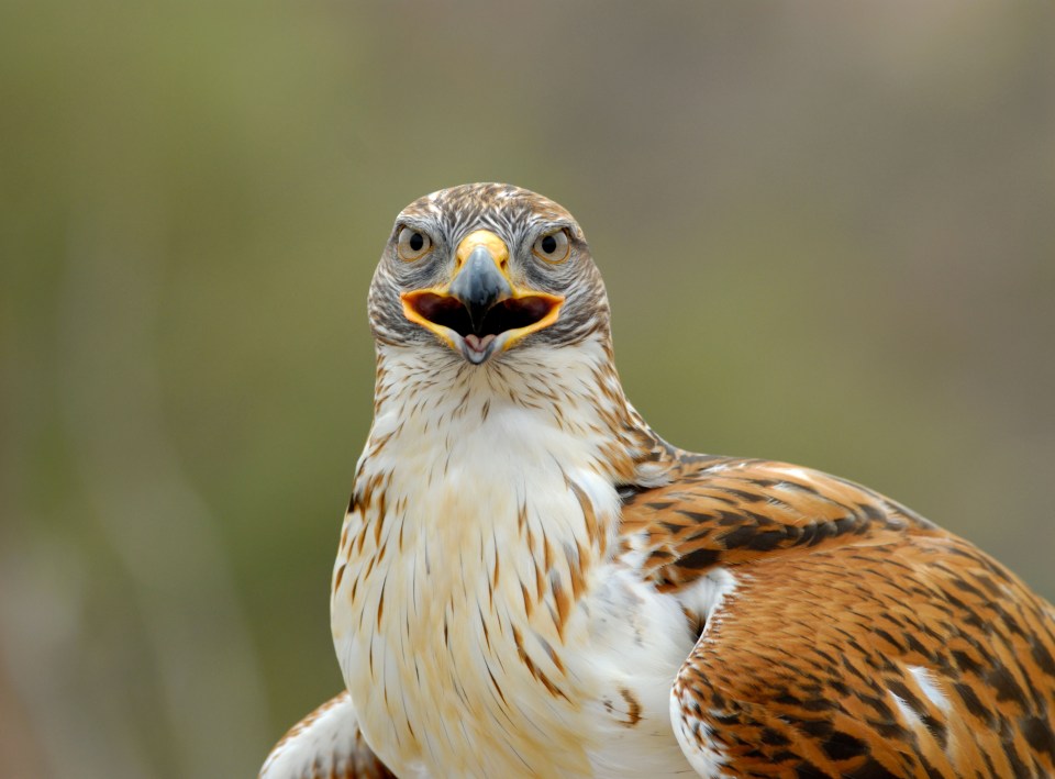 Tom hired hawks, like above, to keep pigeons off the set of Mission: Impossible 8.