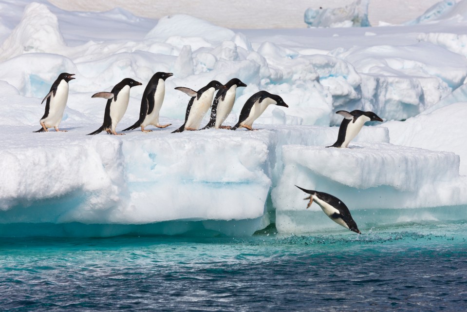 Adelie penguins leap off floating icebergs near Paulet Island, Antarctica