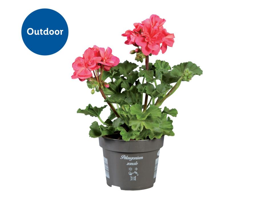 The brand new range includes gardening essentials, with prices starting from under £2