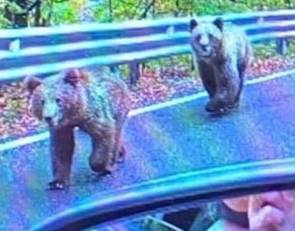 The moment the woman and her partner ran into the pair of bears as they drove through the Romanian mountains