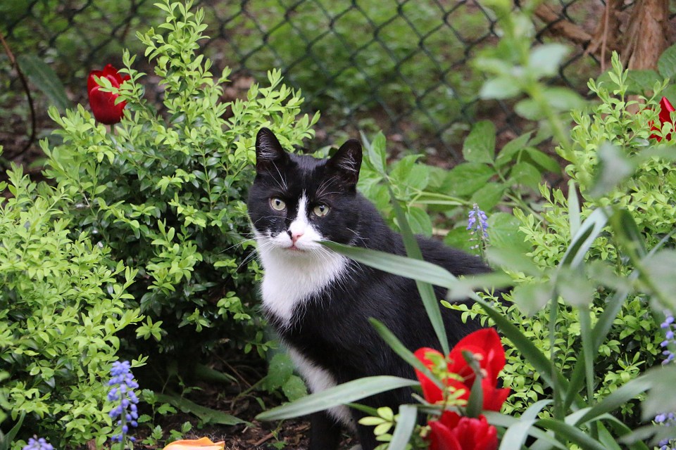 Cats love to wander amongst neighbours gardens and do their business