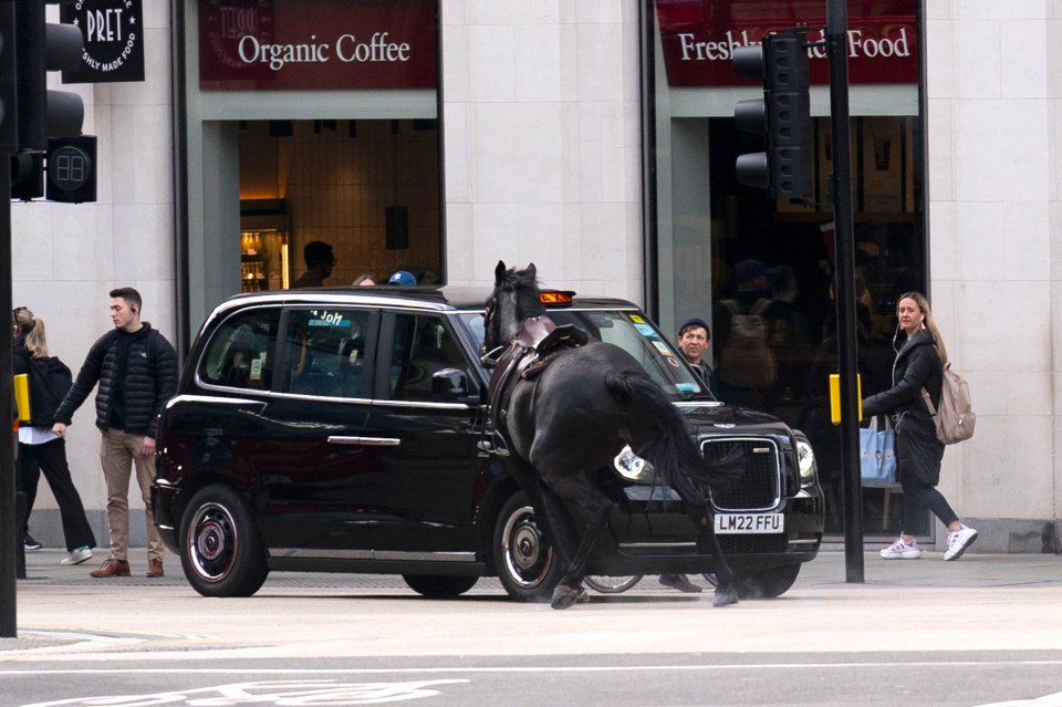 A black horse collides with a London Taxi